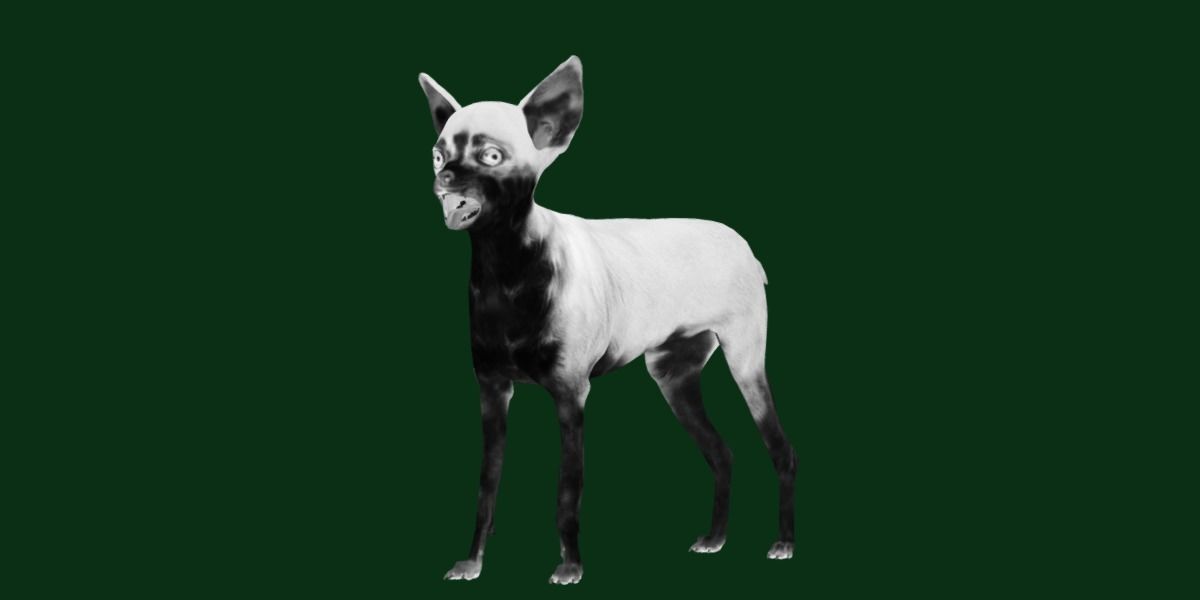 Russian Toy Terrier Dog Breed Low-poly 3D model_26