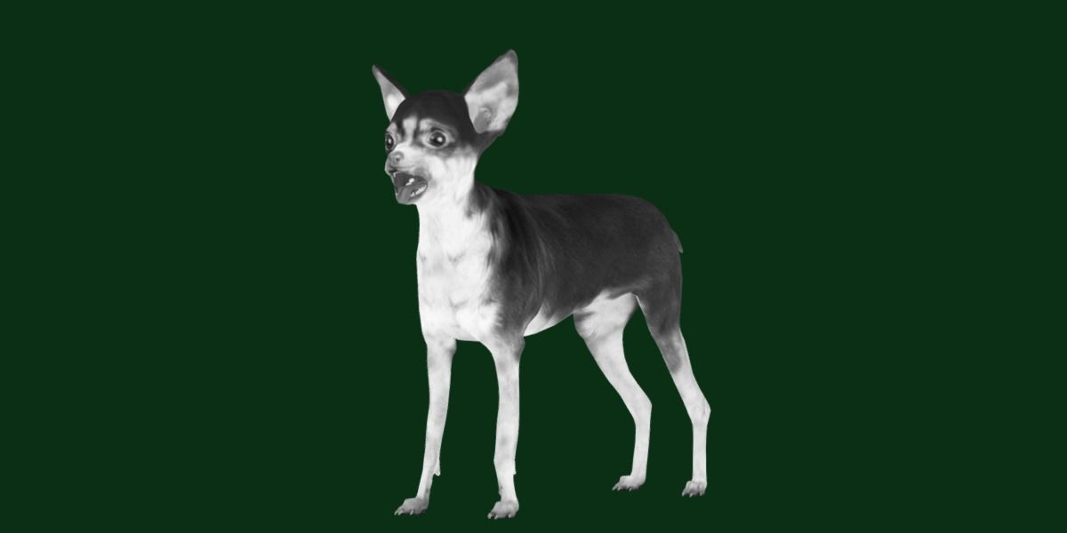 Russian Toy Terrier Dog Breed Low-poly 3D model_27