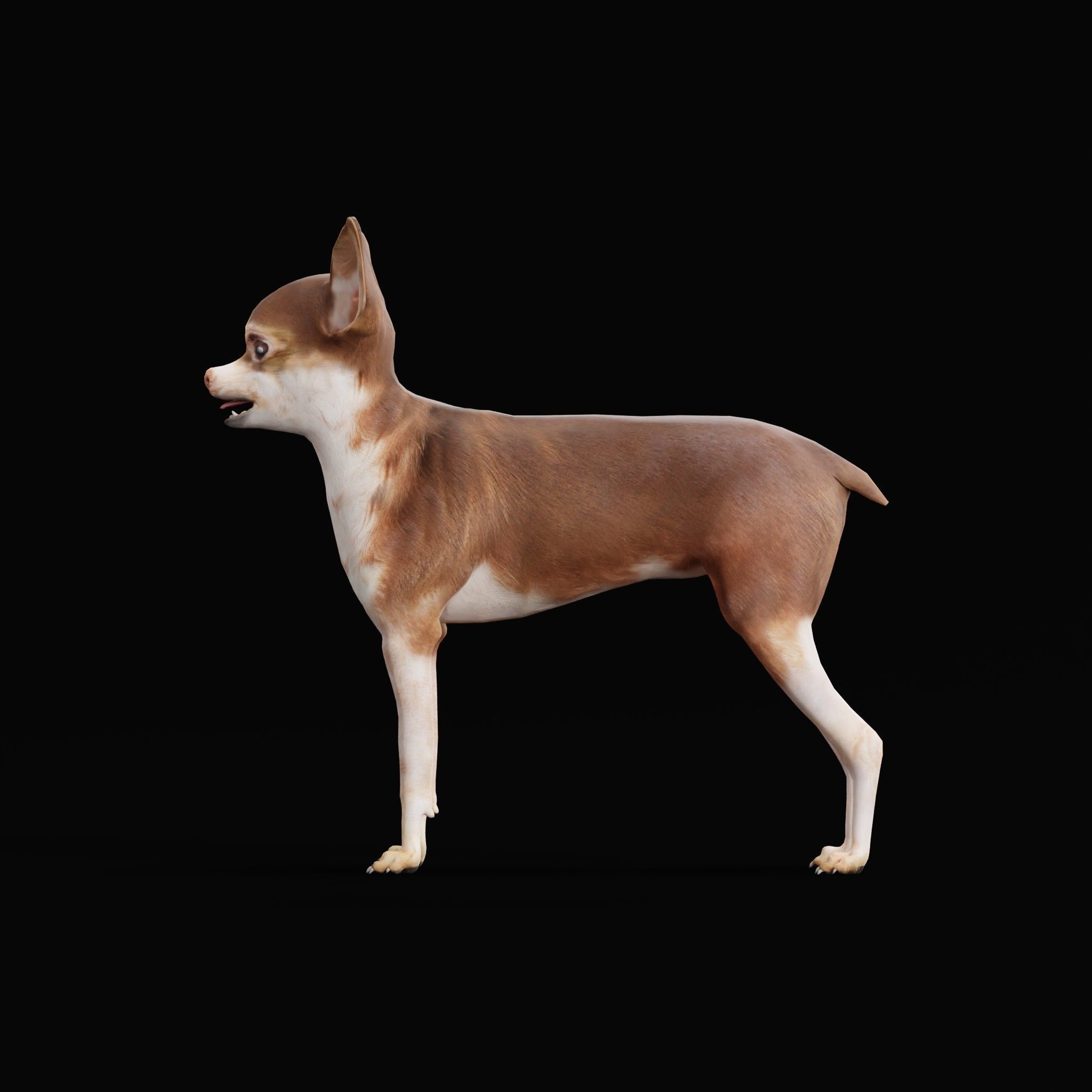 Russian Toy Terrier Dog Breed Low-poly 3D model_5