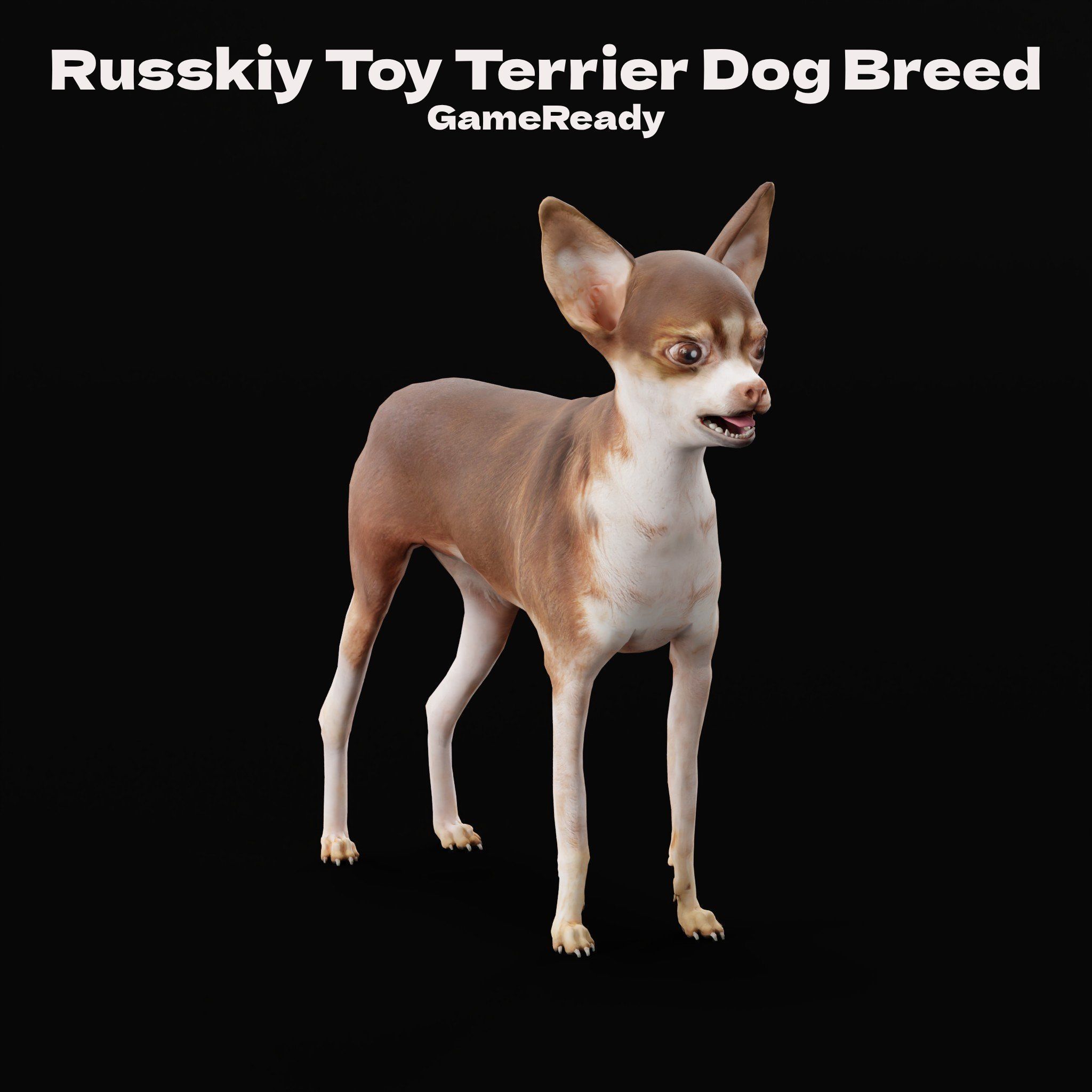 Russian Toy Terrier Dog Breed Low-poly 3D model_3