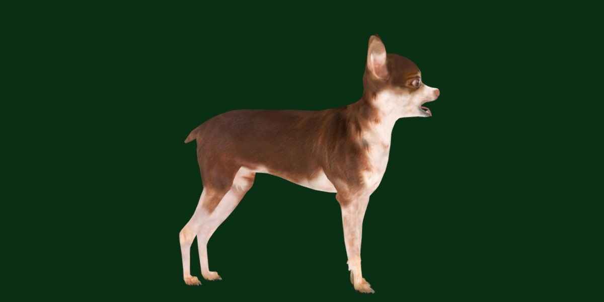 Russian Toy Terrier Dog Breed Low-poly 3D model_23