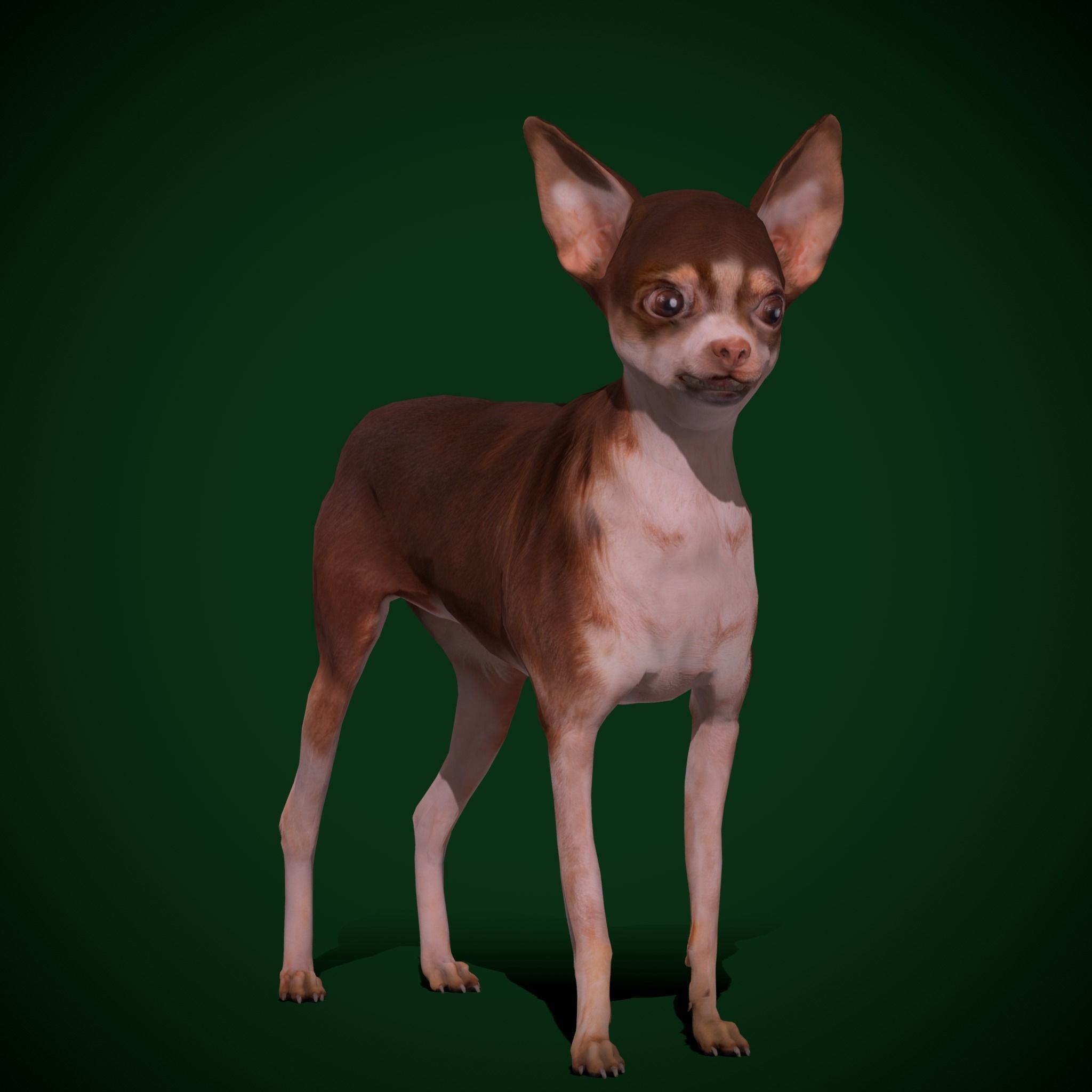 Russian Toy Terrier Dog Breed Low-poly 3D model_19