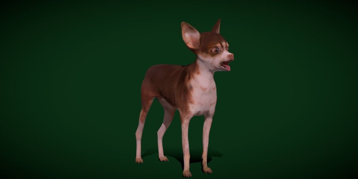 Russian Toy Terrier Dog Breed Low-poly 3D model_9