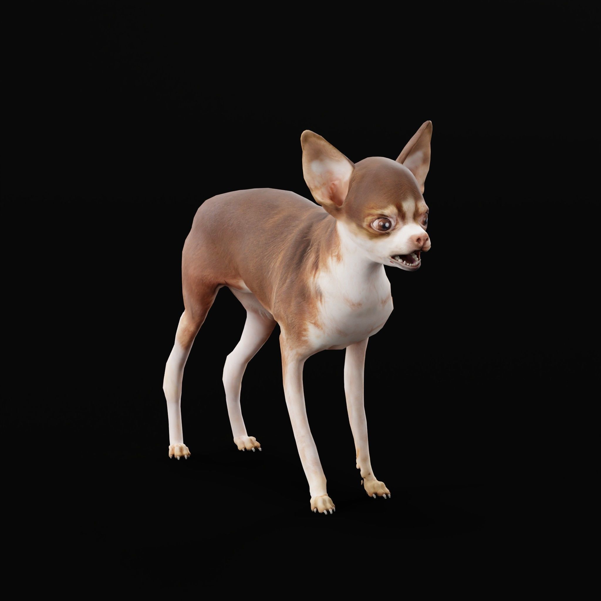 Russian Toy Terrier Dog Breed Low-poly 3D model_8
