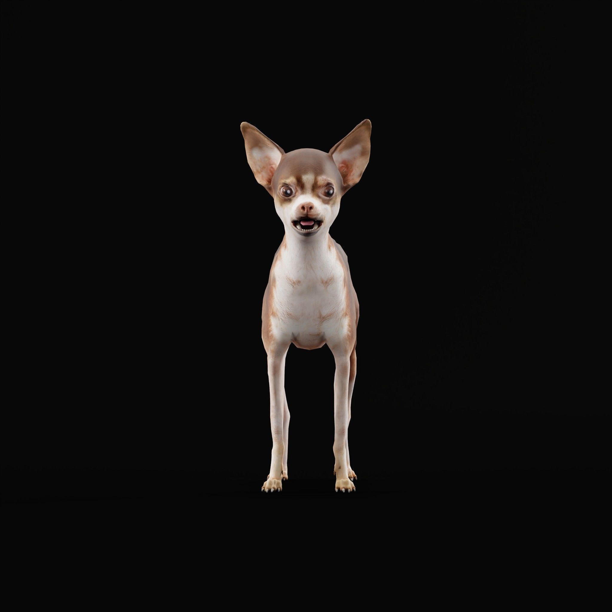 Russian Toy Terrier Dog Breed Low-poly 3D model_4