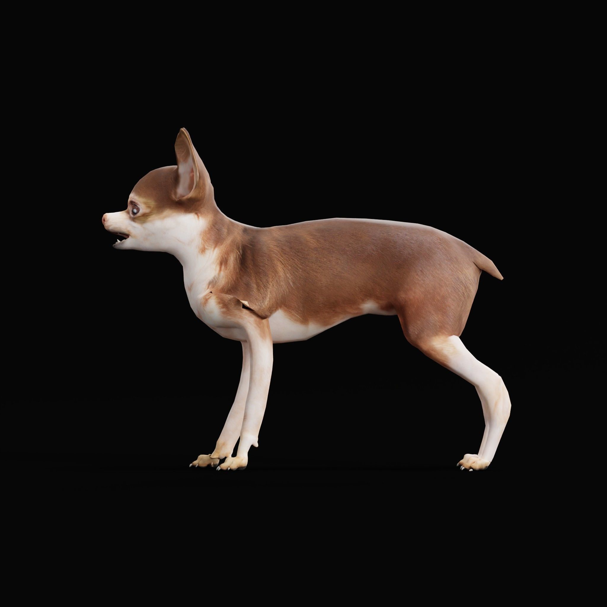 Russian Toy Terrier Dog Breed Low-poly 3D model_7