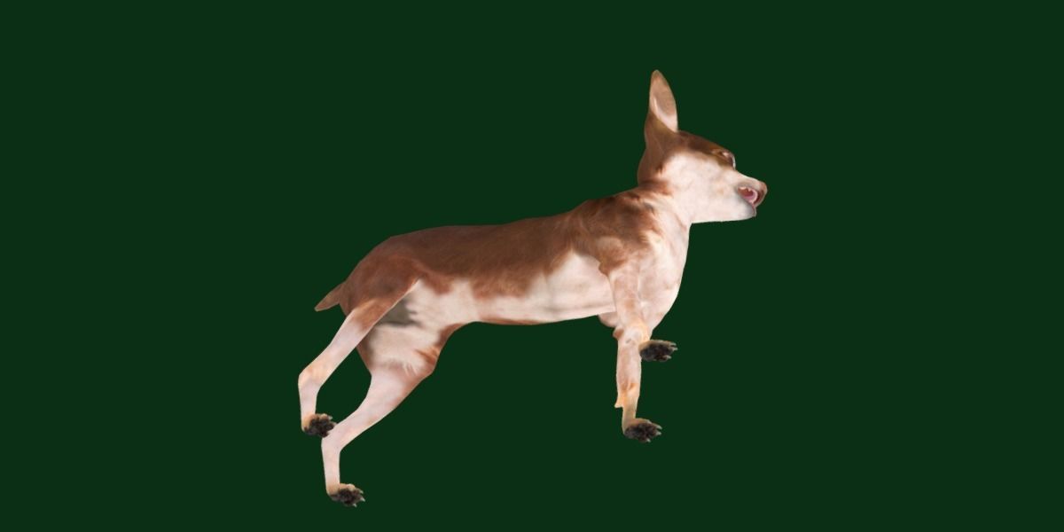 Russian Toy Terrier Dog Breed Low-poly 3D model_24