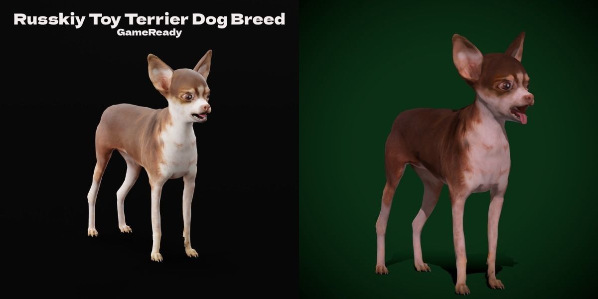 Russian Toy Terrier Dog Breed Low-poly 3D model_2