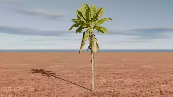 Tree palm 3D model