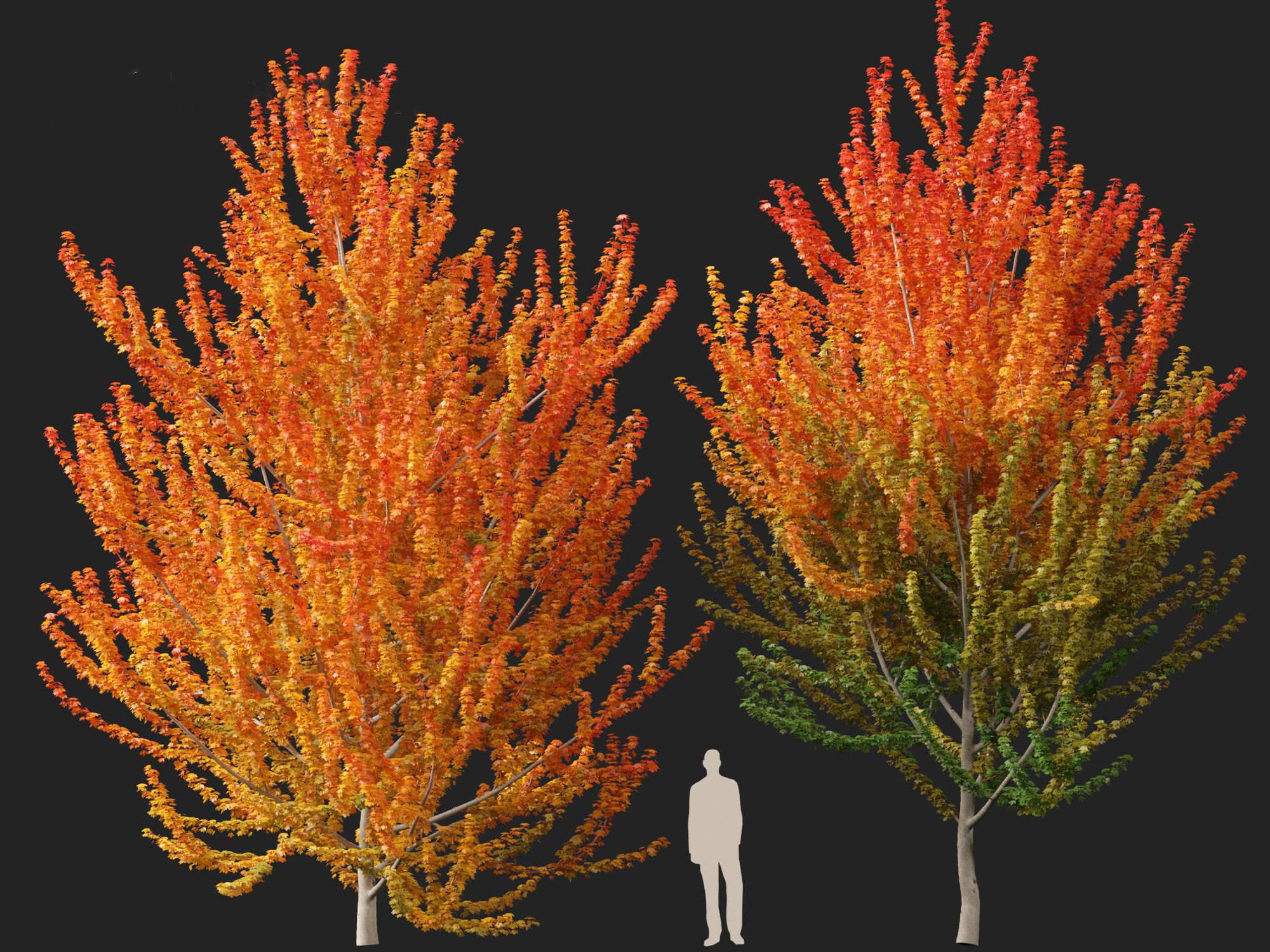 Acer x freemanii Scarsen SCARLET SENTINEL - Freeman maple  3D model_9
