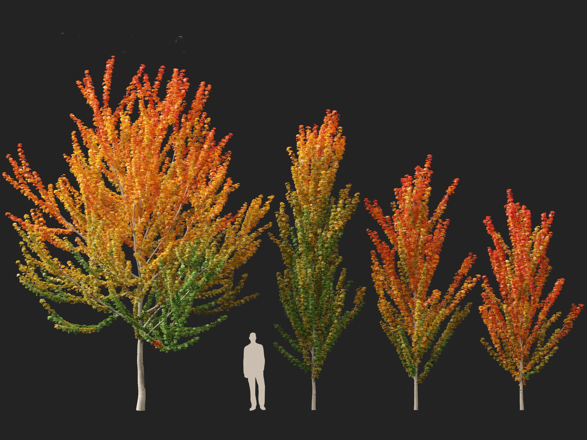 Acer x freemanii Scarsen SCARLET SENTINEL - Freeman maple  3D model_11