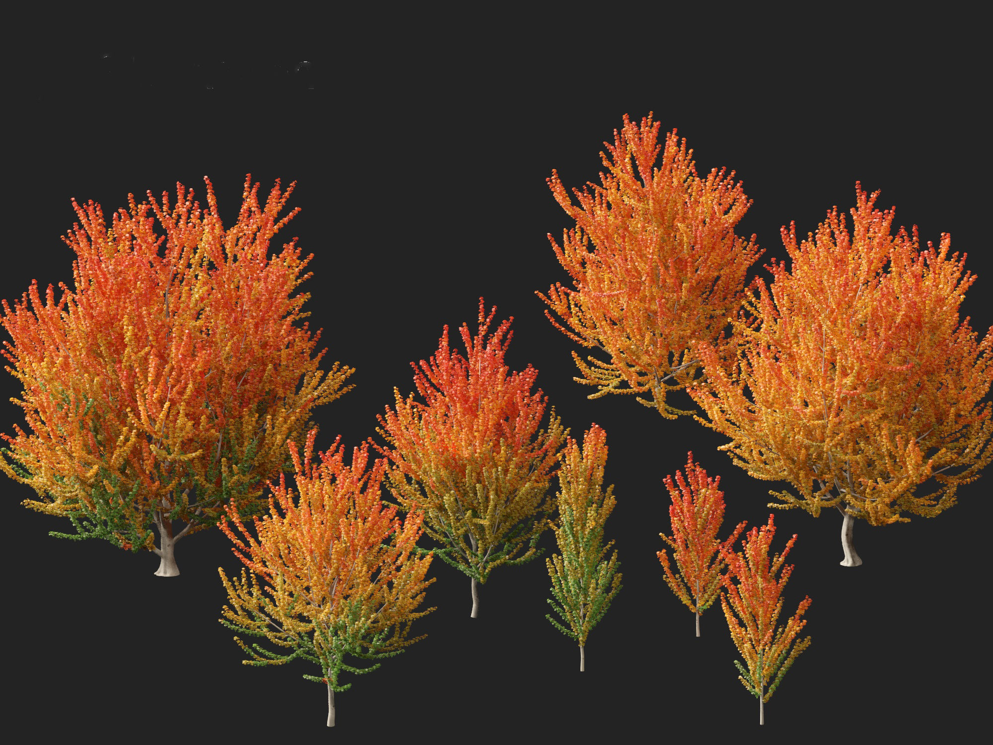 Acer x freemanii Scarsen SCARLET SENTINEL - Freeman maple  3D model_2