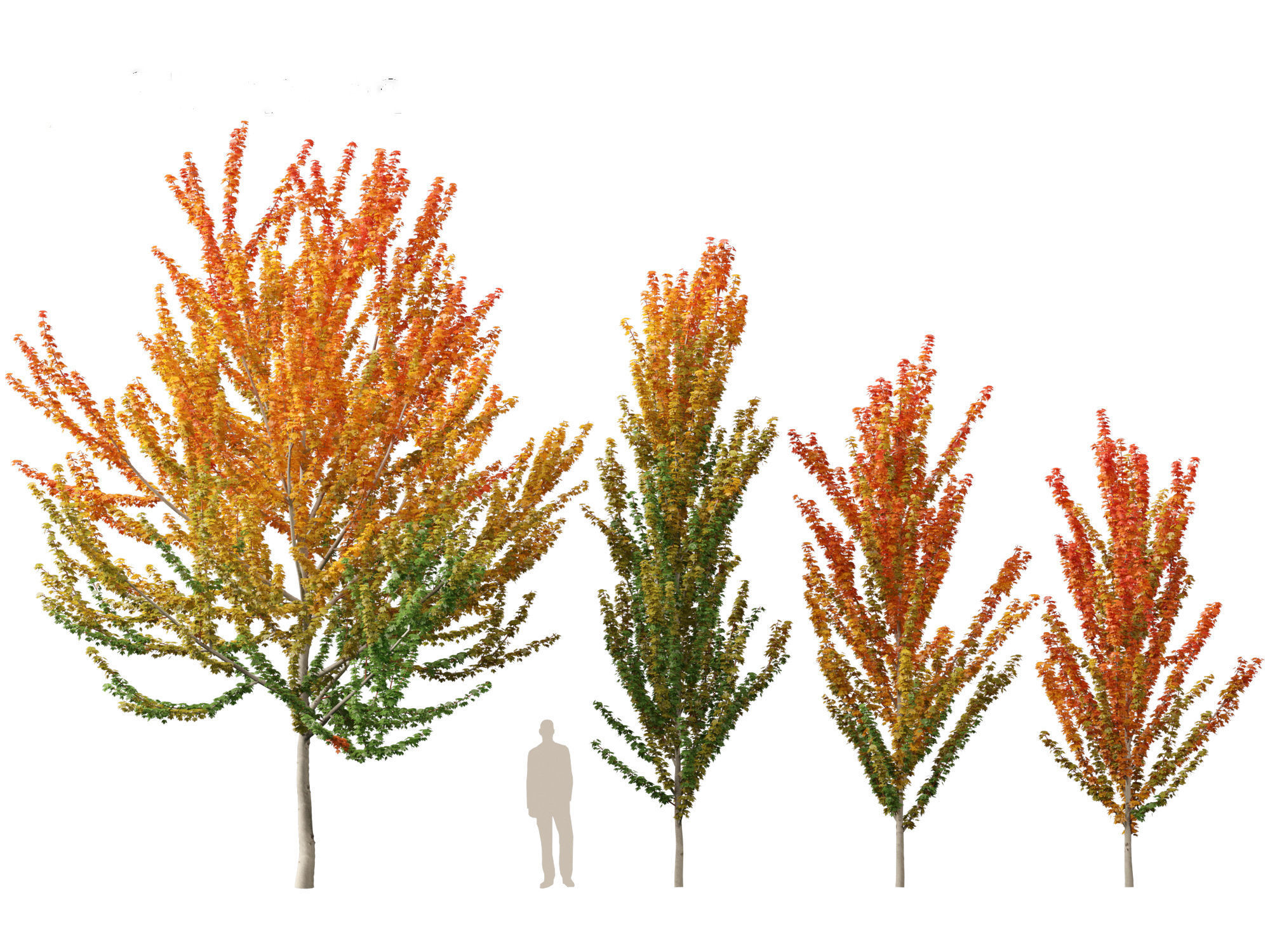 Acer x freemanii Scarsen SCARLET SENTINEL - Freeman maple  3D model_10