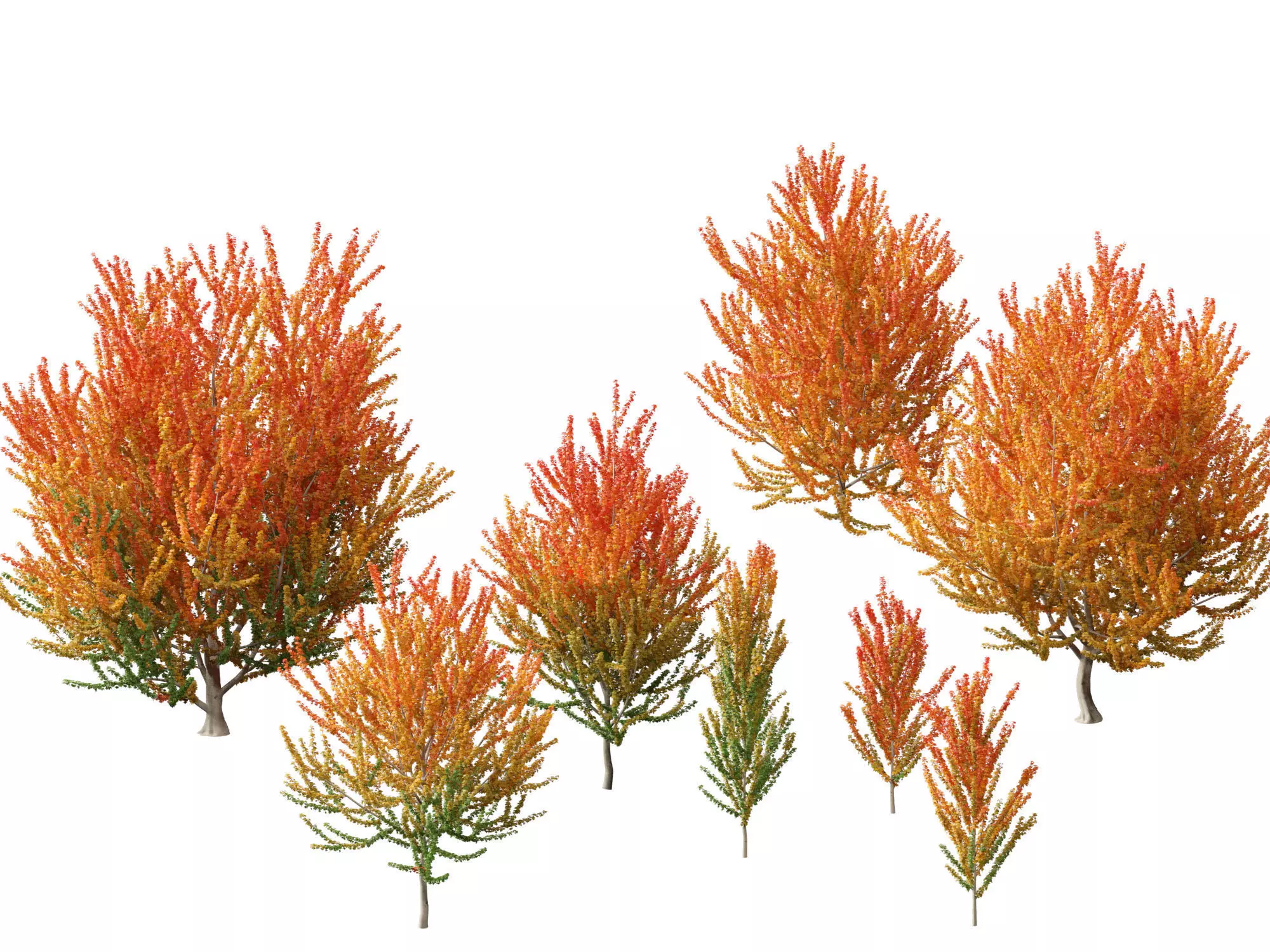 Acer x freemanii Scarsen SCARLET SENTINEL - Freeman maple  3D model_0