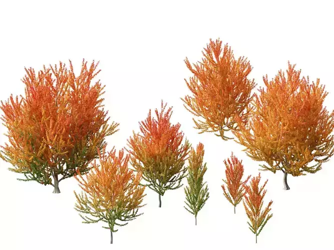 Acer x freemanii Scarsen SCARLET SENTINEL - Freeman maple  3D model