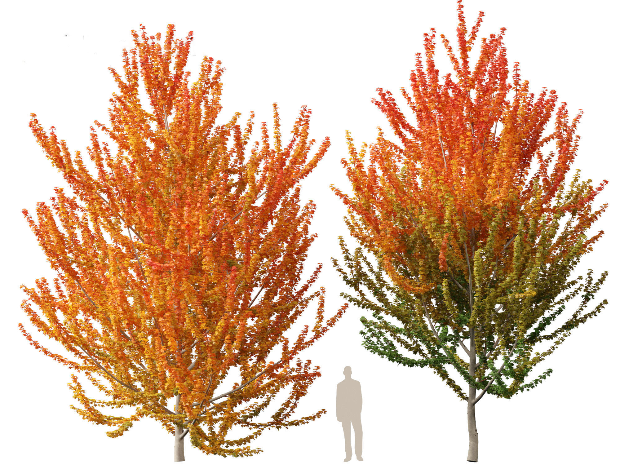 Acer x freemanii Scarsen SCARLET SENTINEL - Freeman maple  3D model_8