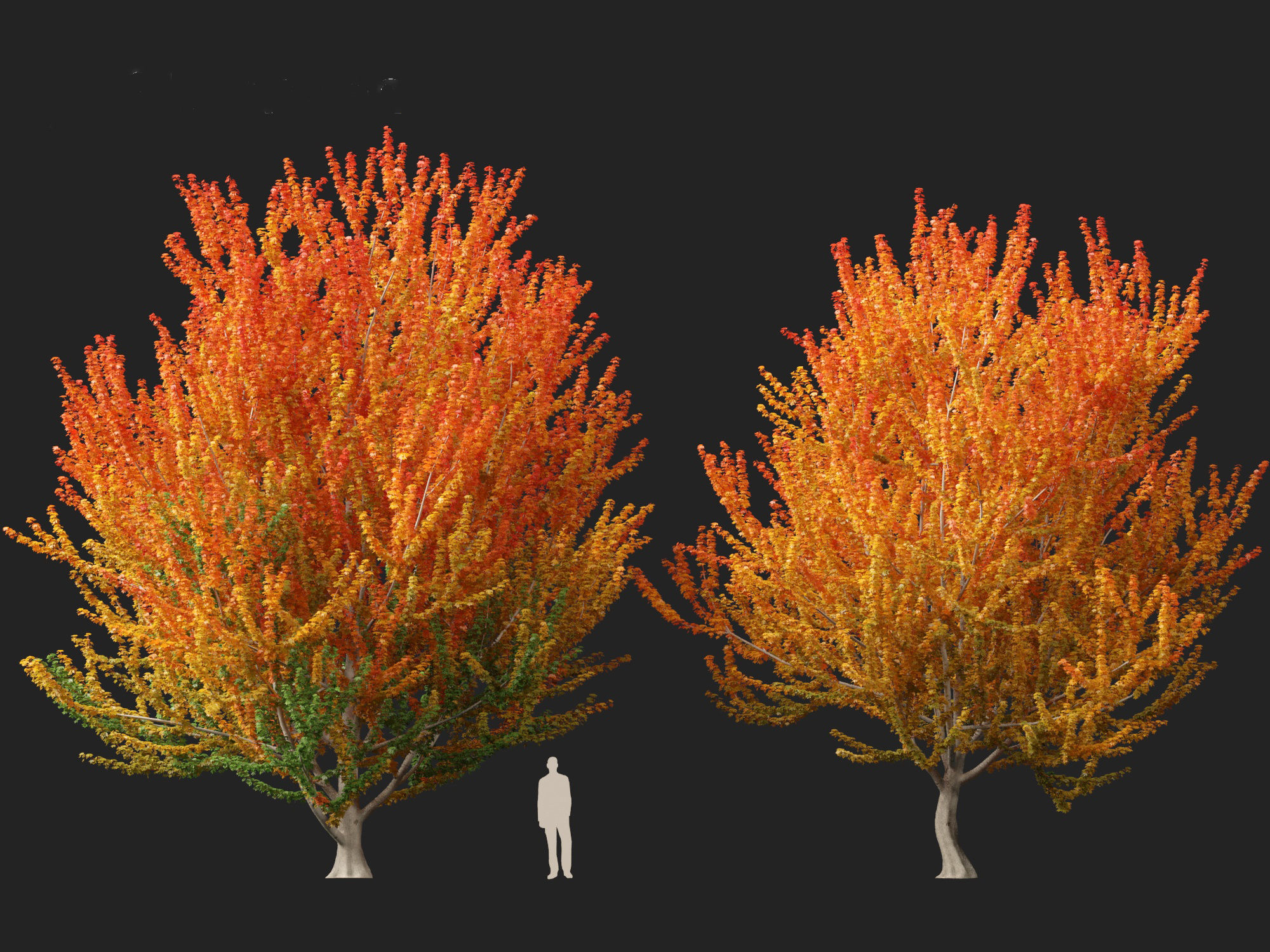Acer x freemanii Scarsen SCARLET SENTINEL - Freeman maple  3D model_7