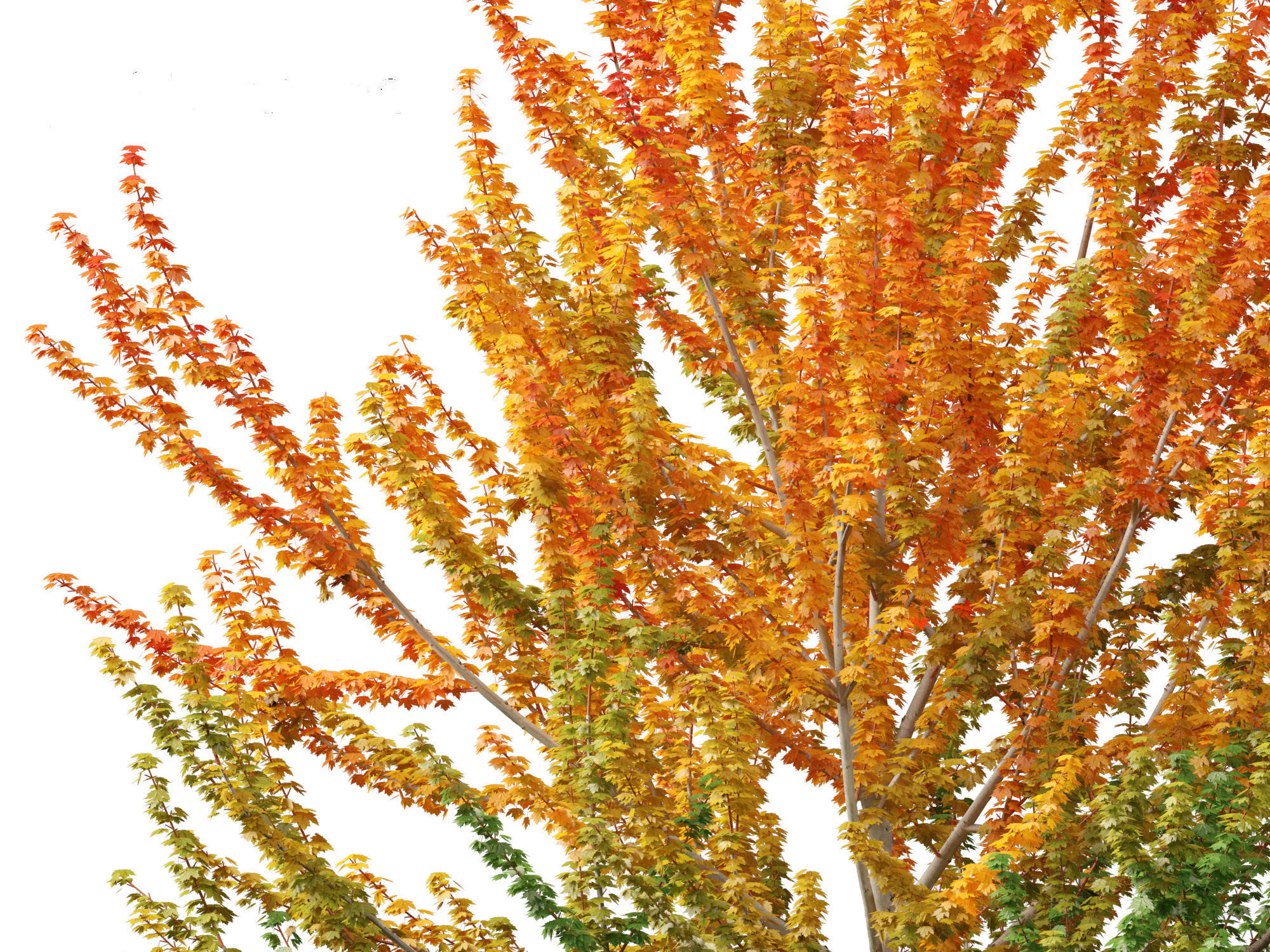 Acer x freemanii Scarsen SCARLET SENTINEL - Freeman maple  3D model_3