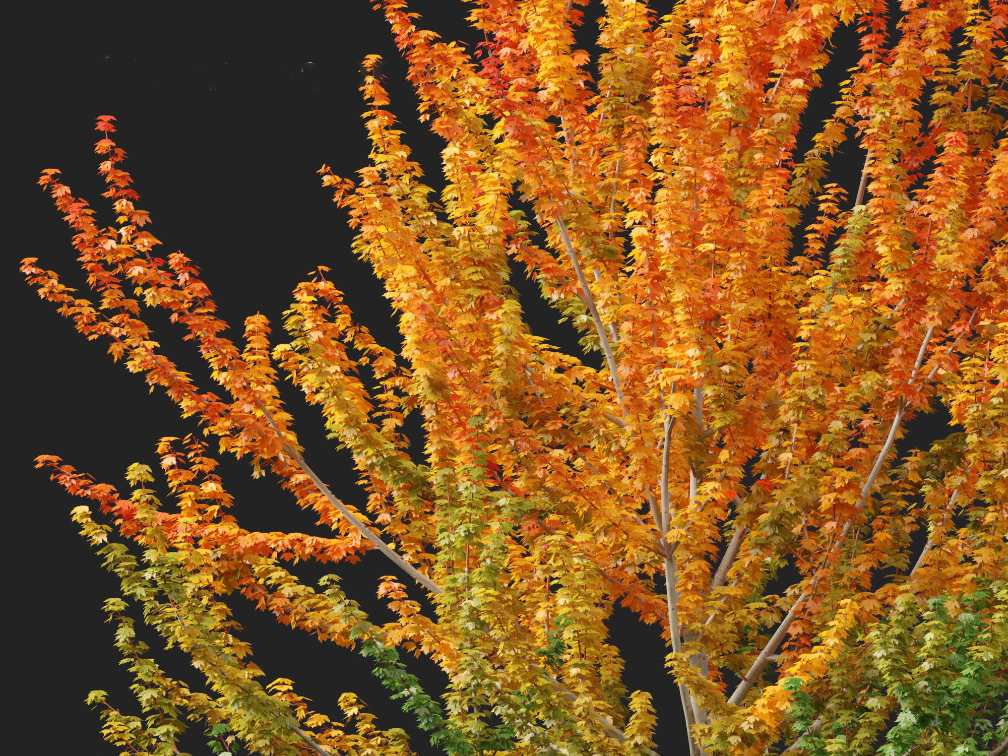 Acer x freemanii Scarsen SCARLET SENTINEL - Freeman maple  3D model_4