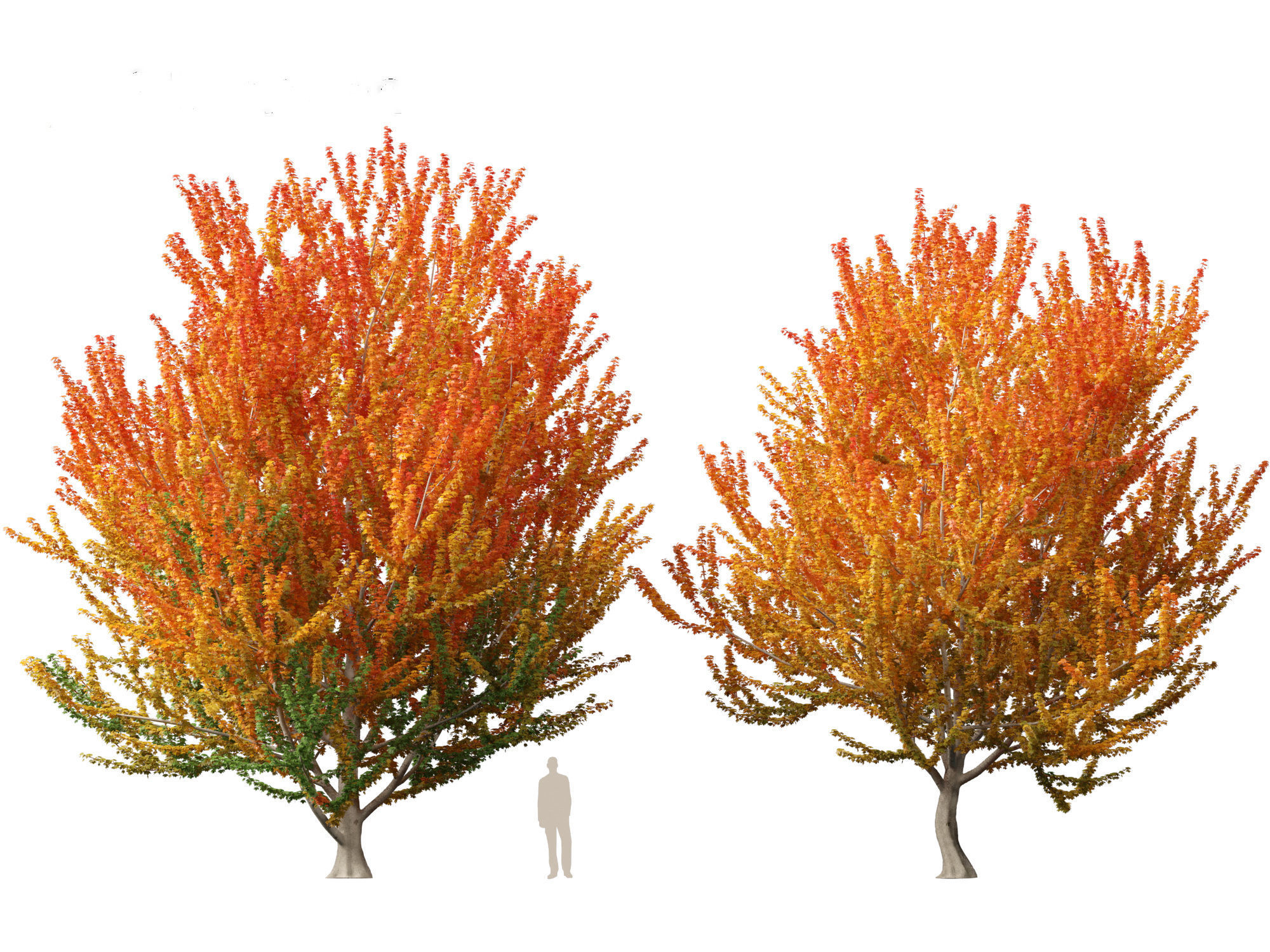 Acer x freemanii Scarsen SCARLET SENTINEL - Freeman maple  3D model_6