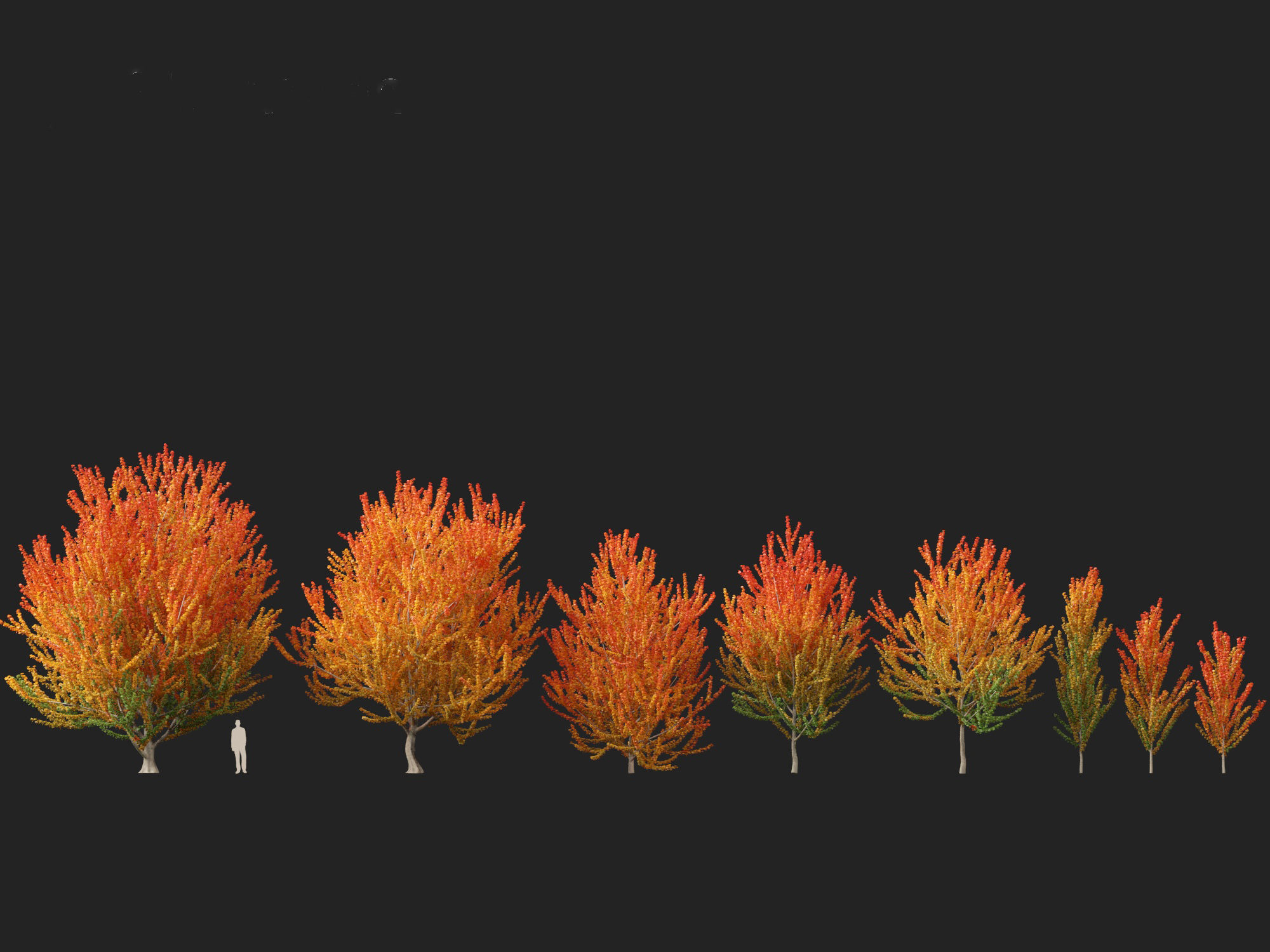 Acer x freemanii Scarsen SCARLET SENTINEL - Freeman maple  3D model_5