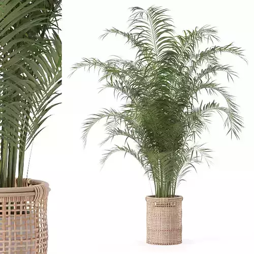 Areca palm in rattan flower pot 