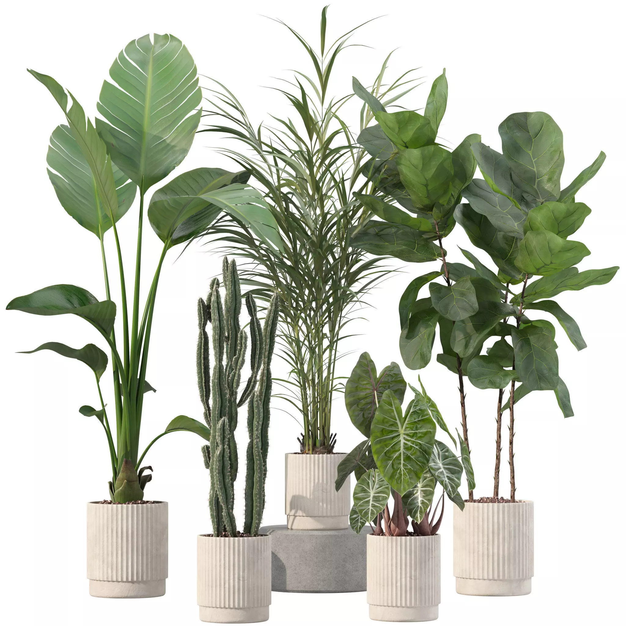 Plants collection 201 - strelitzia cactus palm ficus alocasia 3D model_0