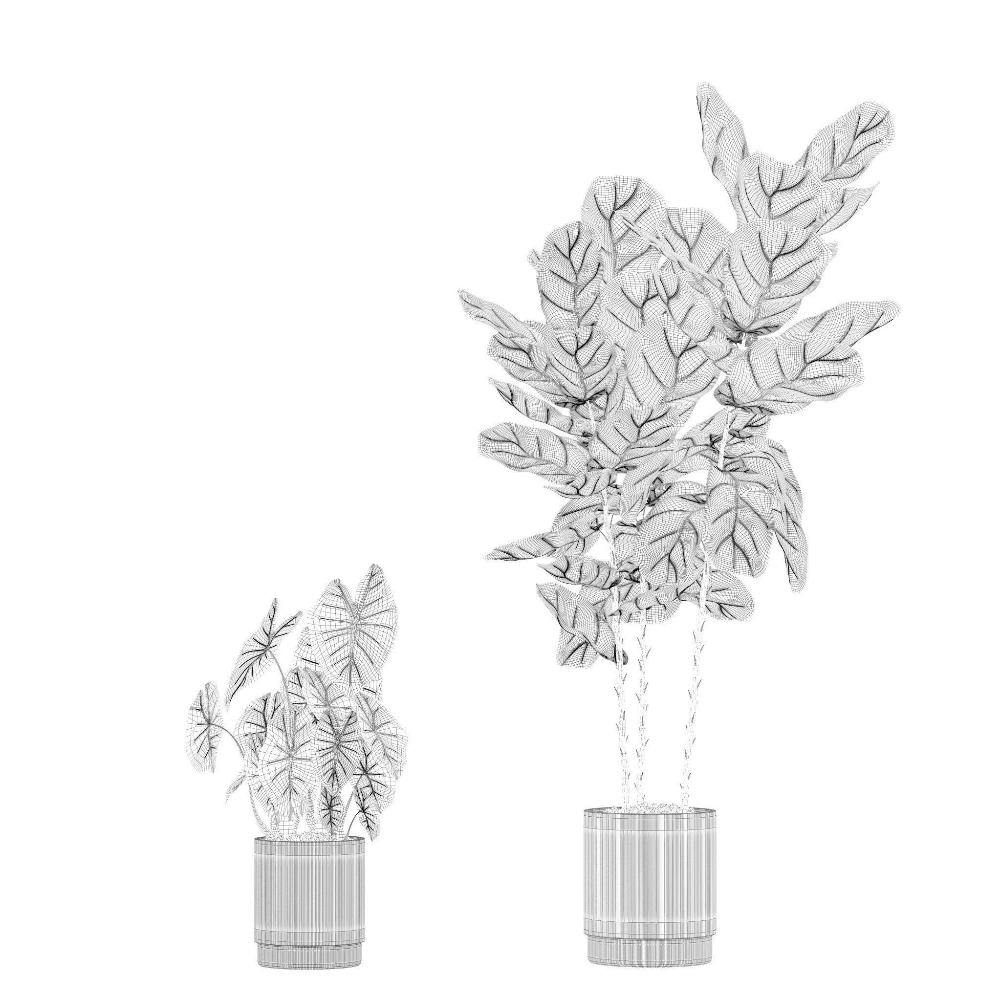 Plants collection 201 - strelitzia cactus palm ficus alocasia 3D model_14
