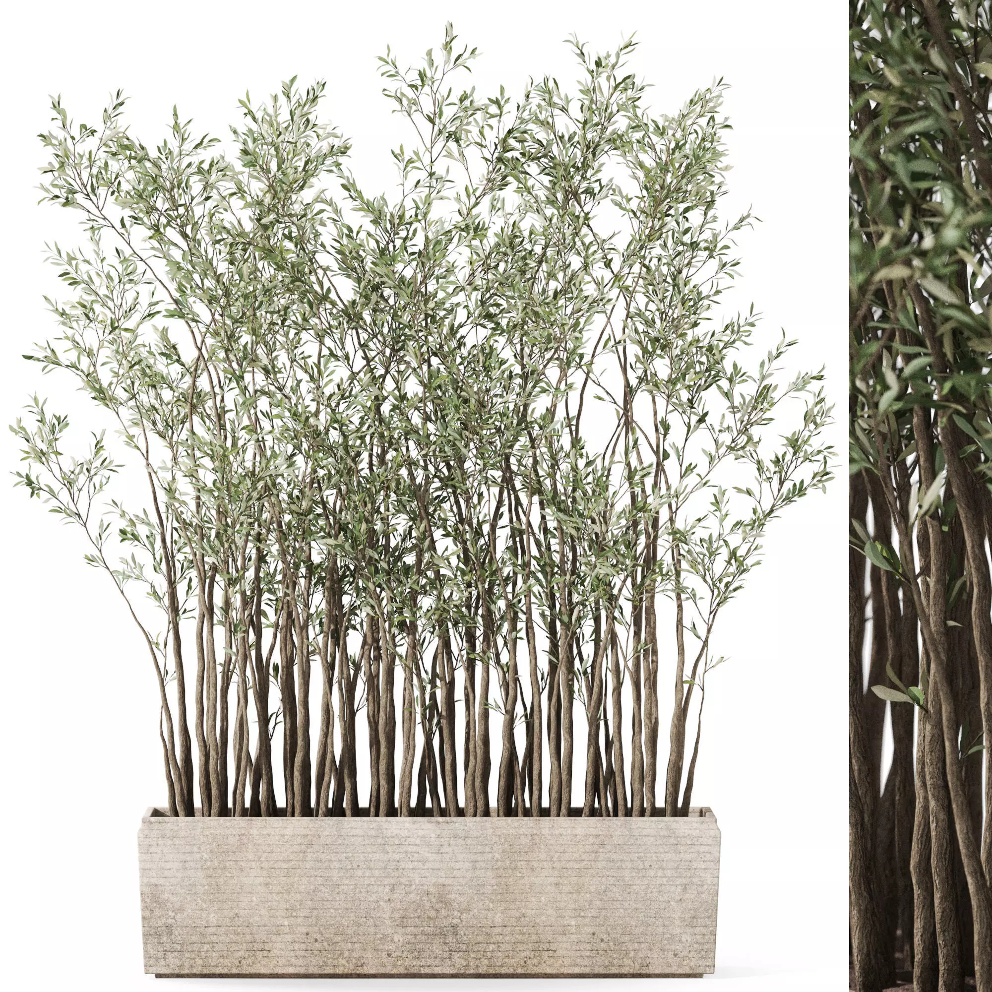 Plants collection 1054 3D model