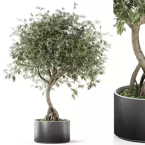 Plants collection 1055