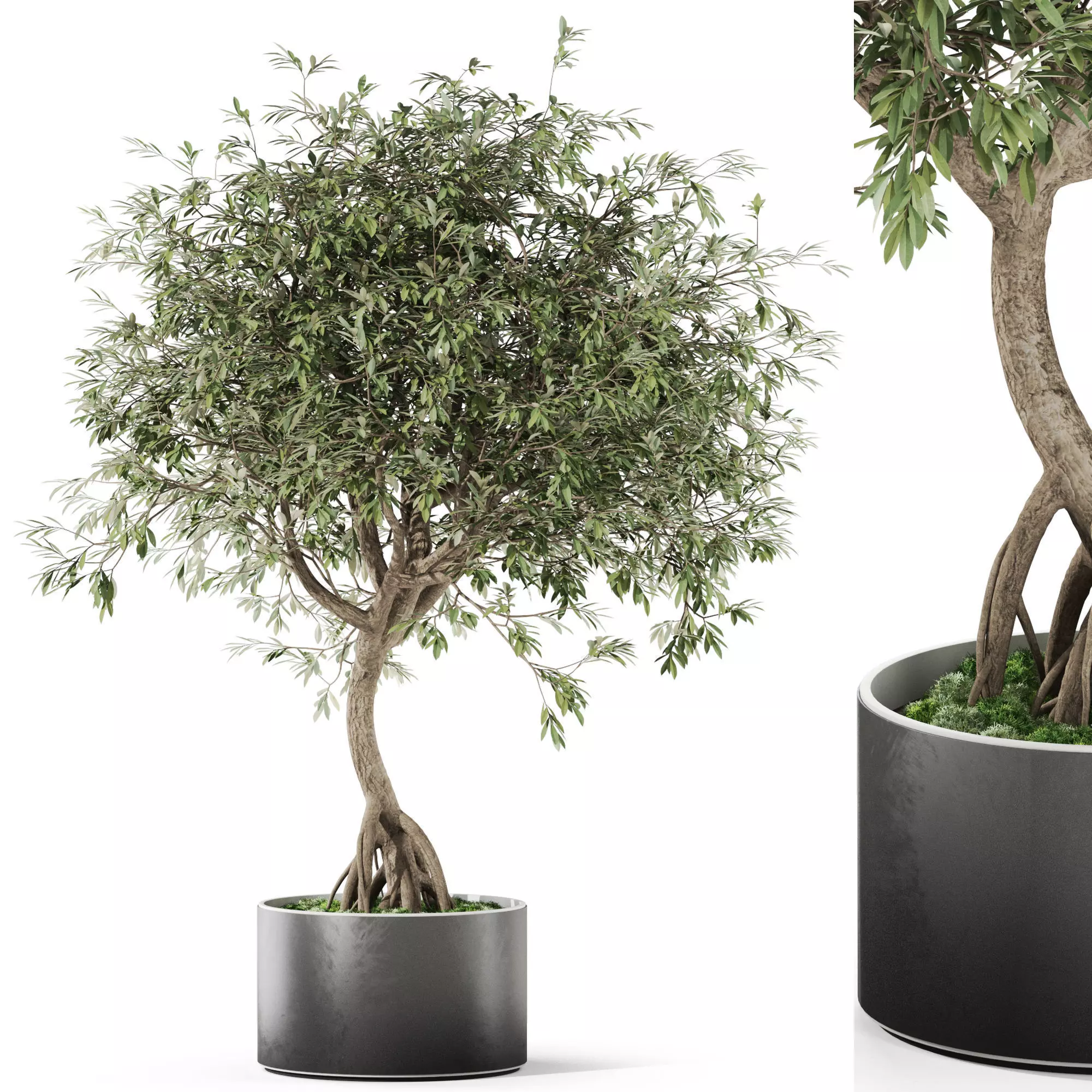 Plants collection 1055 3D model