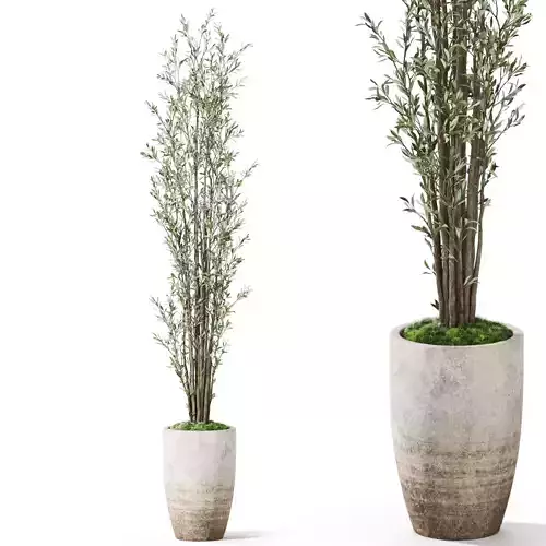 Plants collection 1057