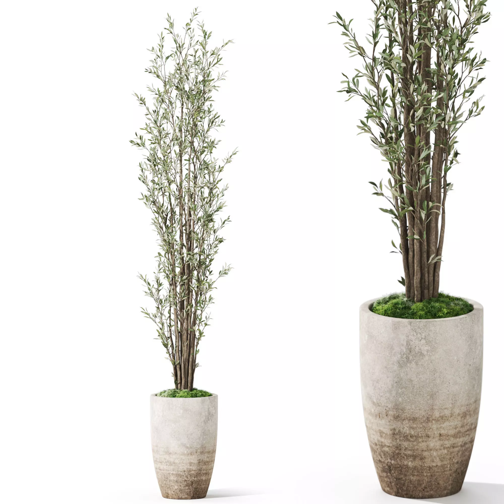 Plants collection 1057 3D model