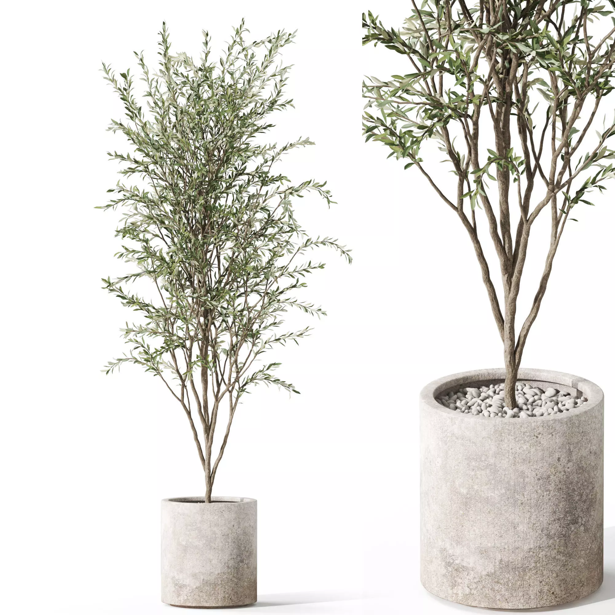 Plants collection 1058 3D model