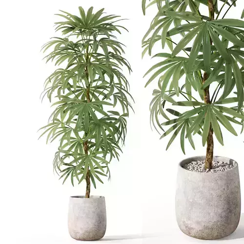 Plants collection 1059