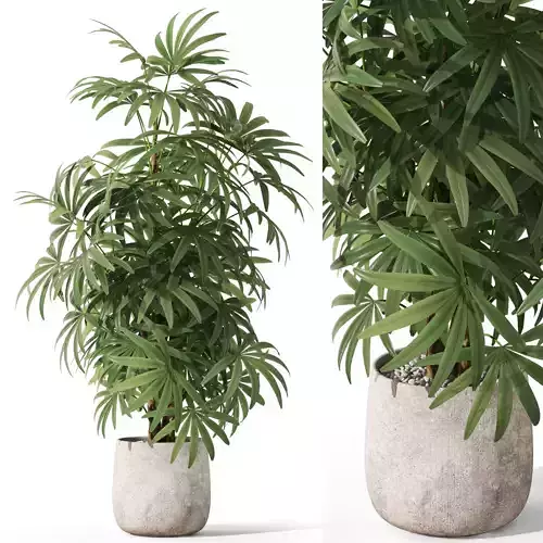 Plants collection 1060