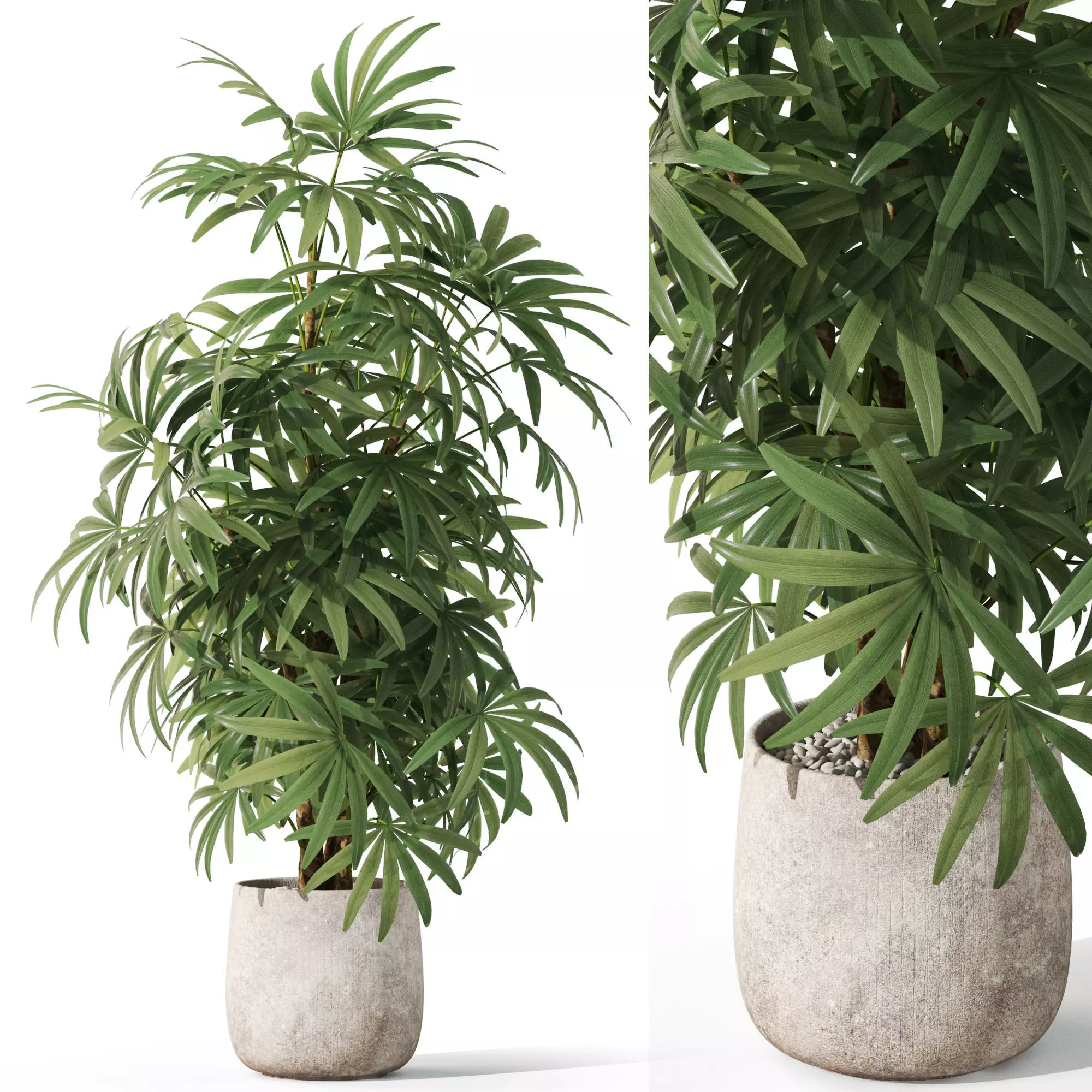 Plants collection 1060 3D model