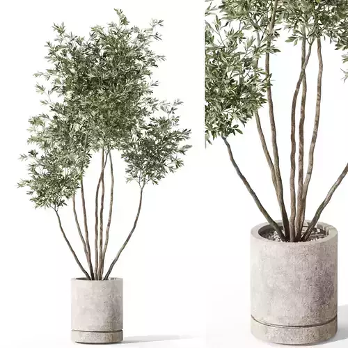 Plants collection 1061