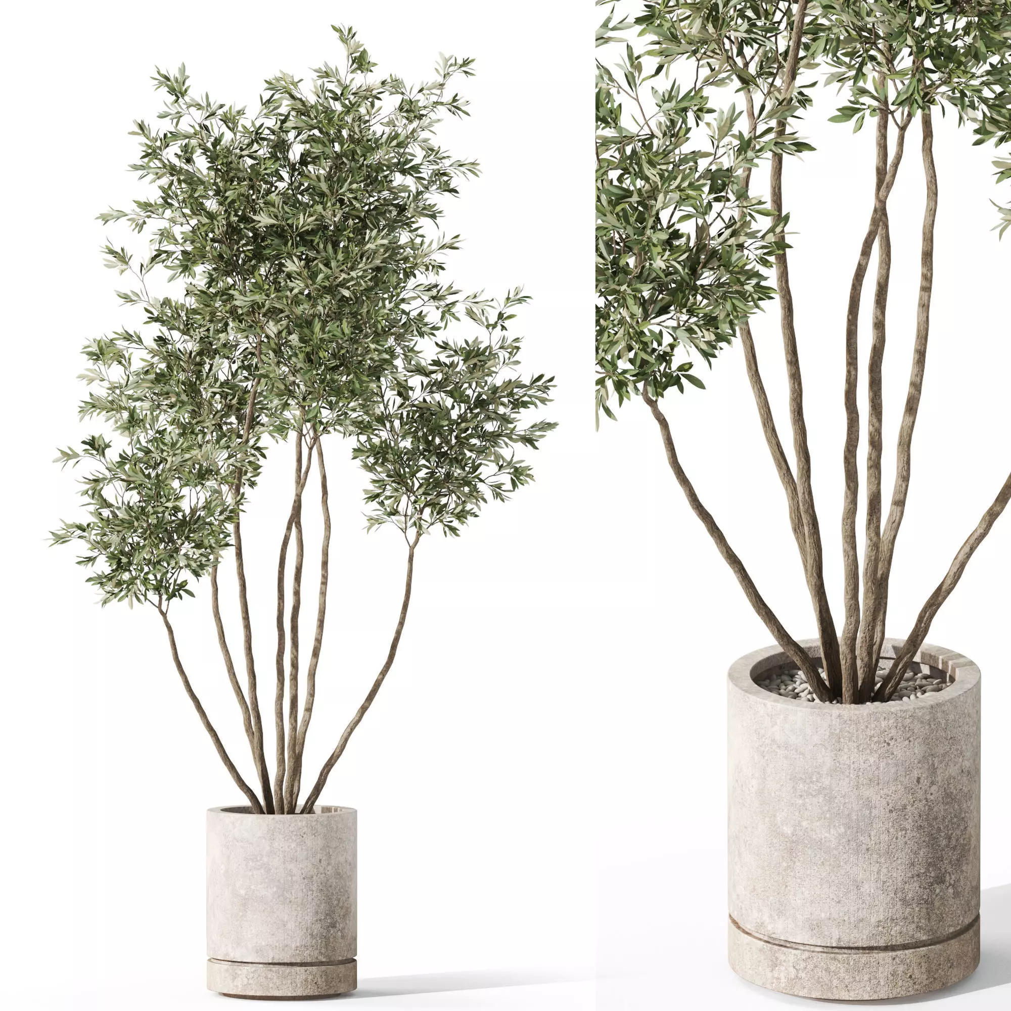 Plants collection 1061 3D model