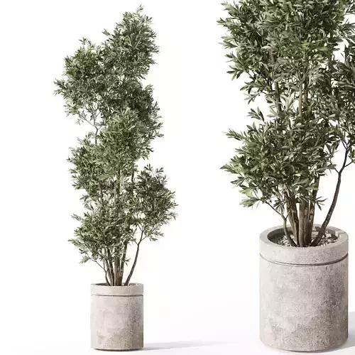 Plants collection 1062