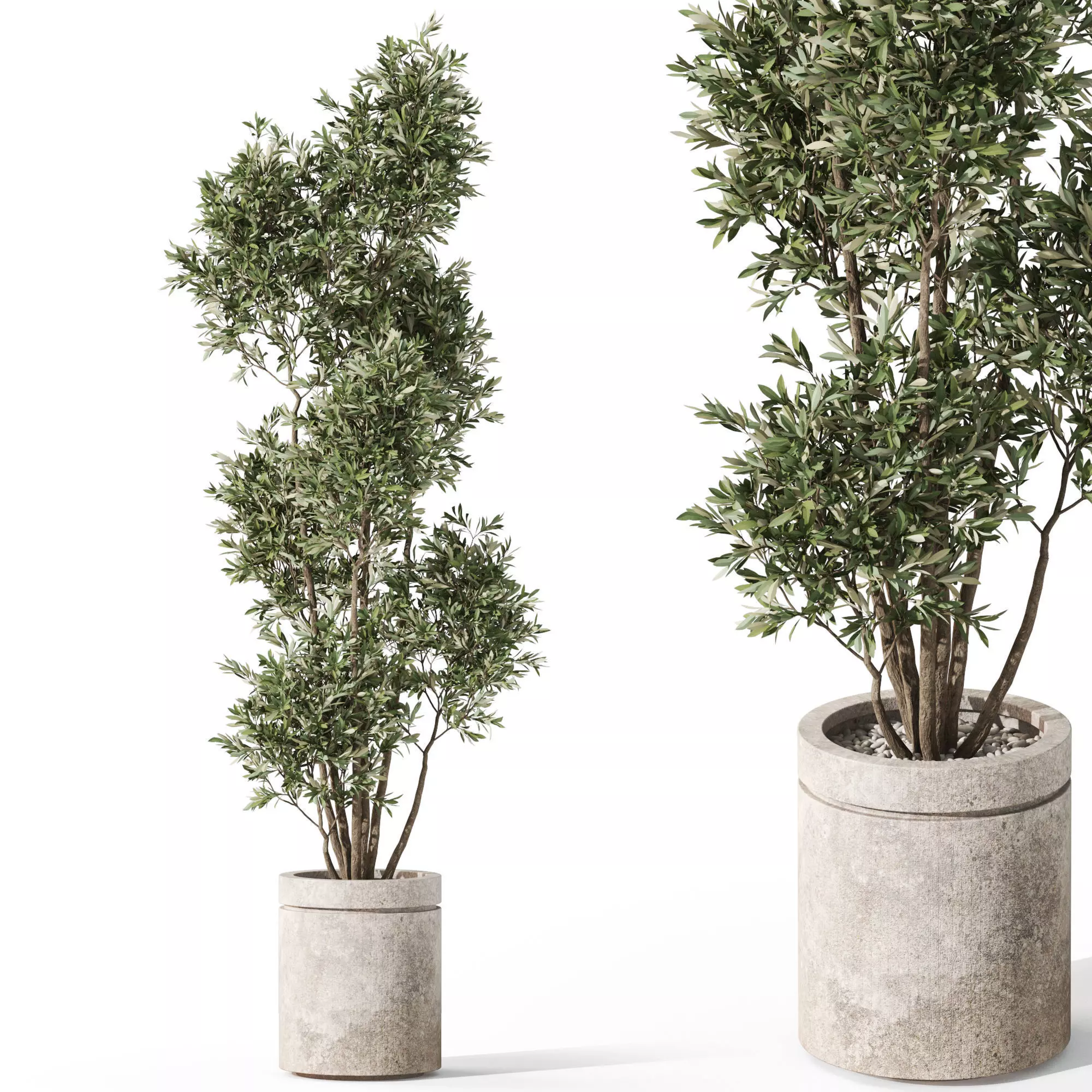 Plants collection 1062 3D model