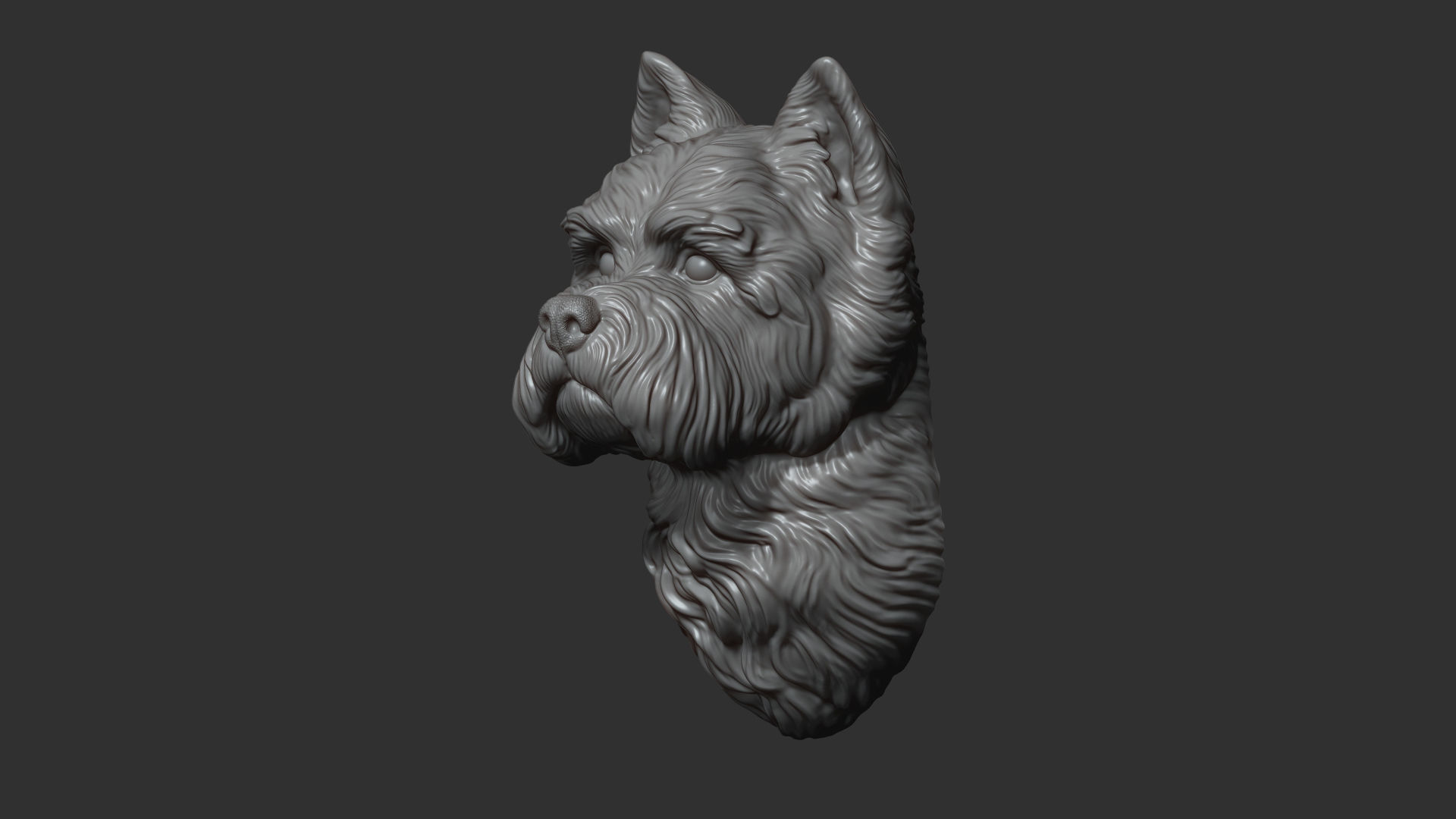 West Highland White Terrier bust 3D print model_6