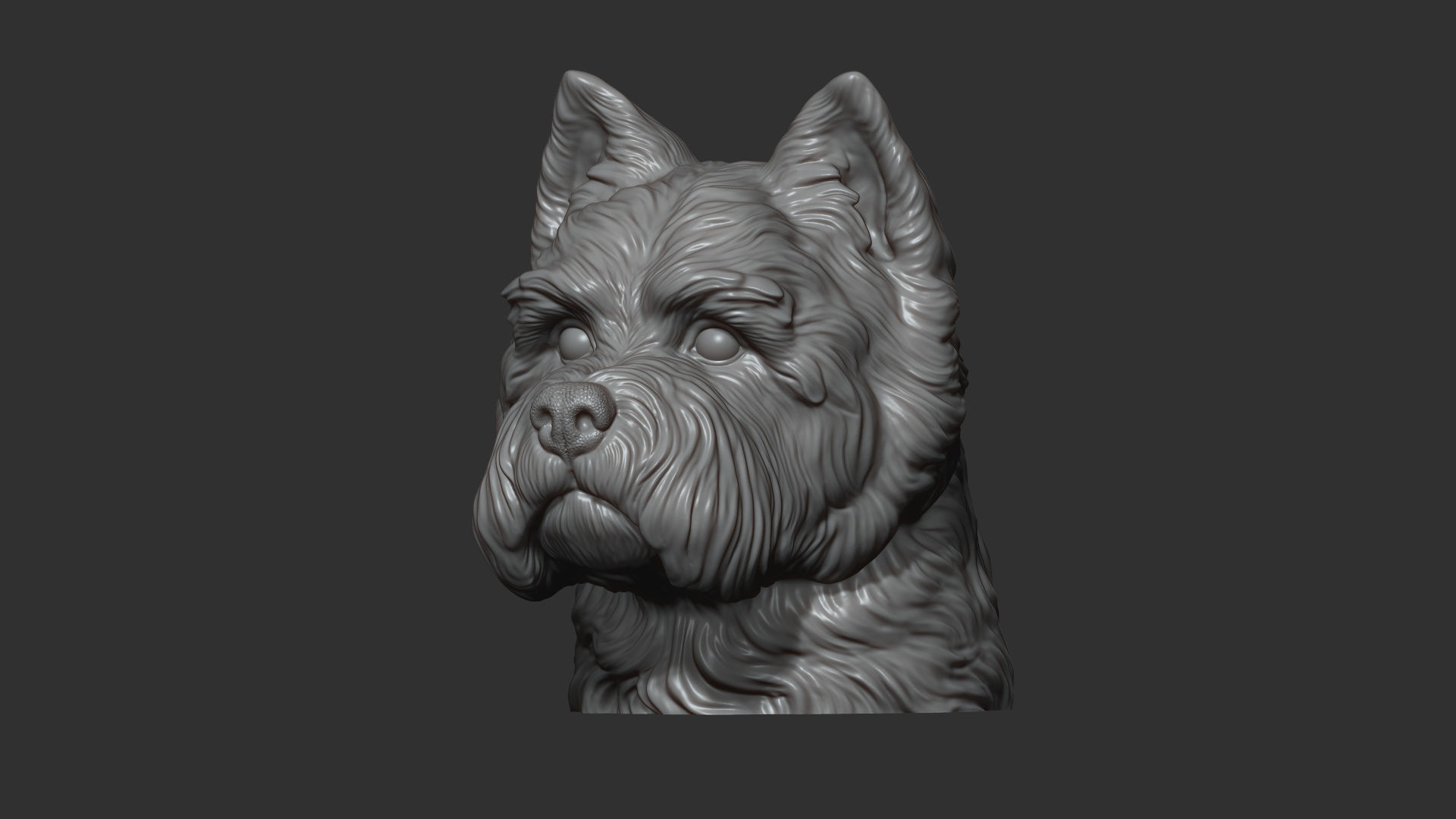 West Highland White Terrier bust 3D print model_11