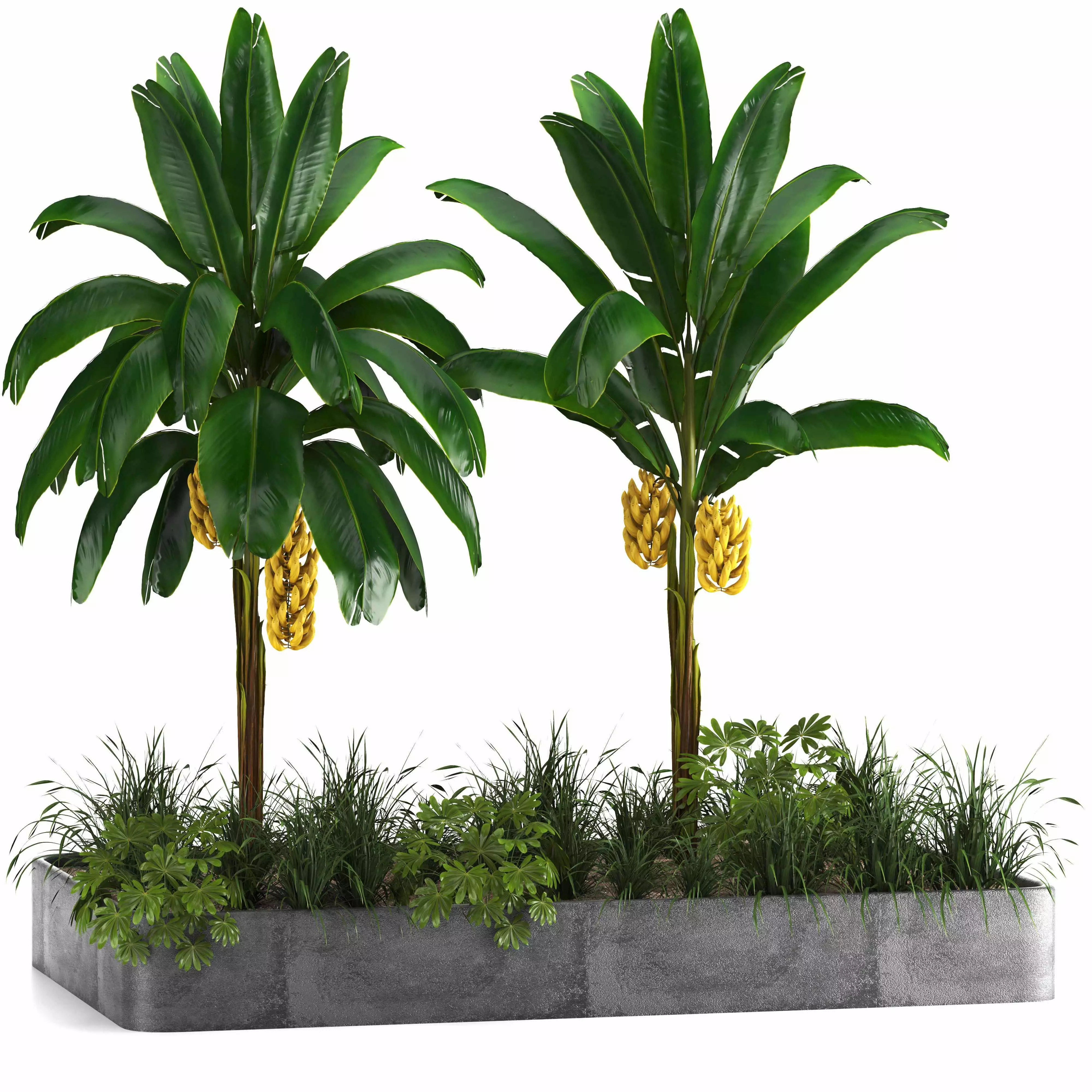 Box Banana Plant01 3D model