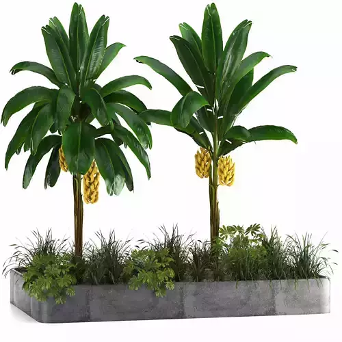Box Banana Plant01 3D model