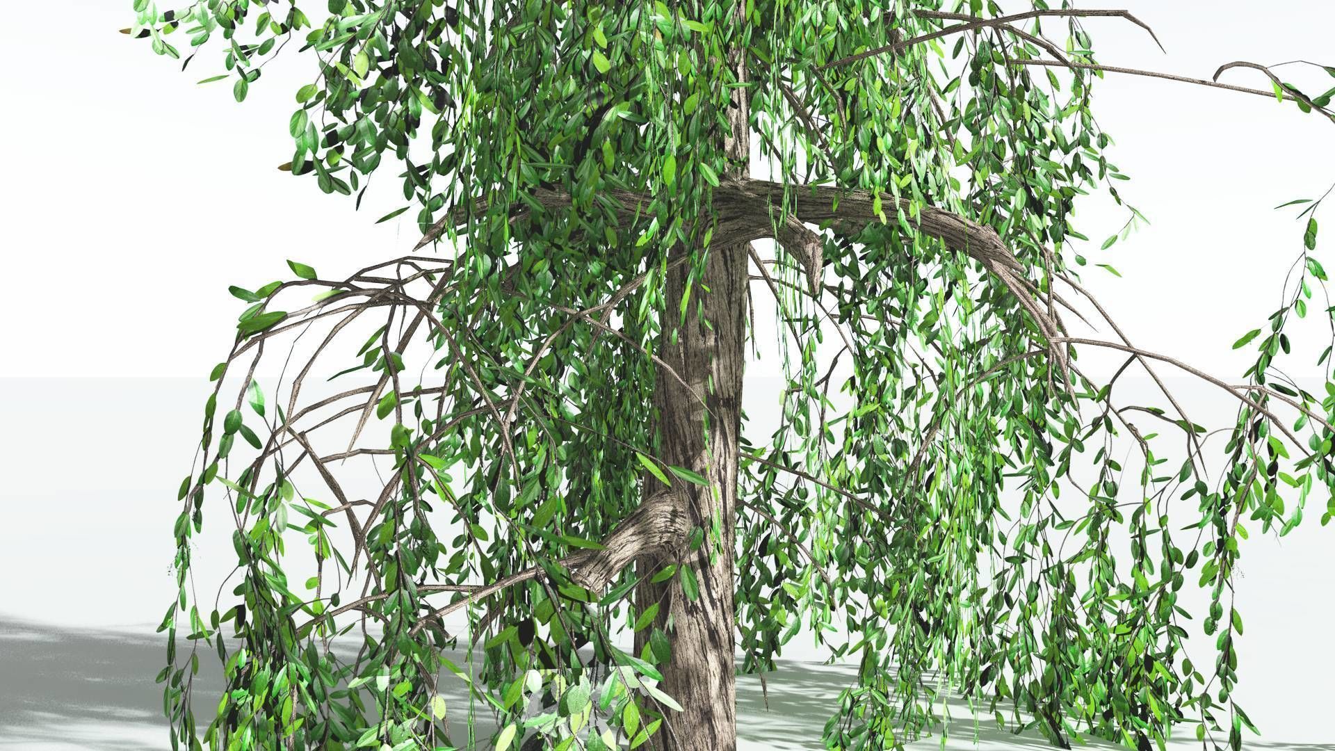 EVERYPlant Weeping Willow 4 --15 Models-- 3D model_26