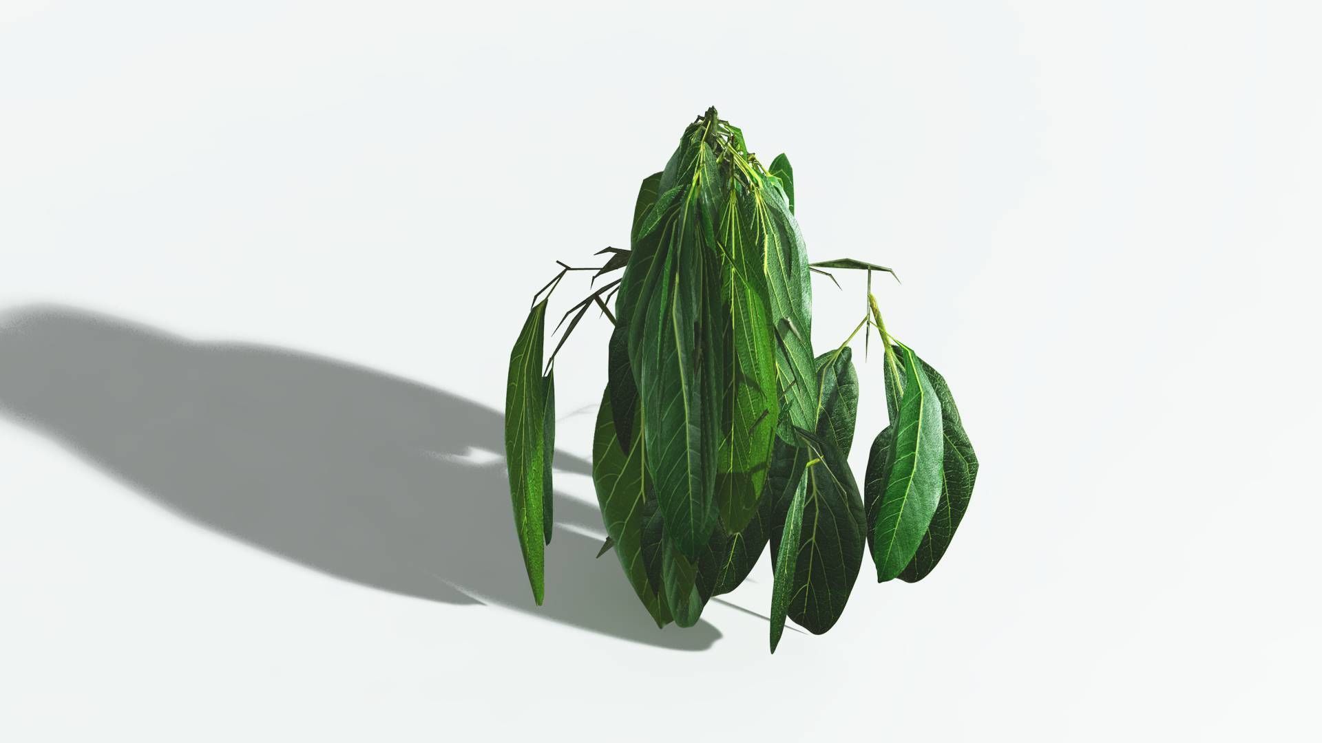 EVERYPlant Weeping Willow 4 --15 Models-- 3D model_28