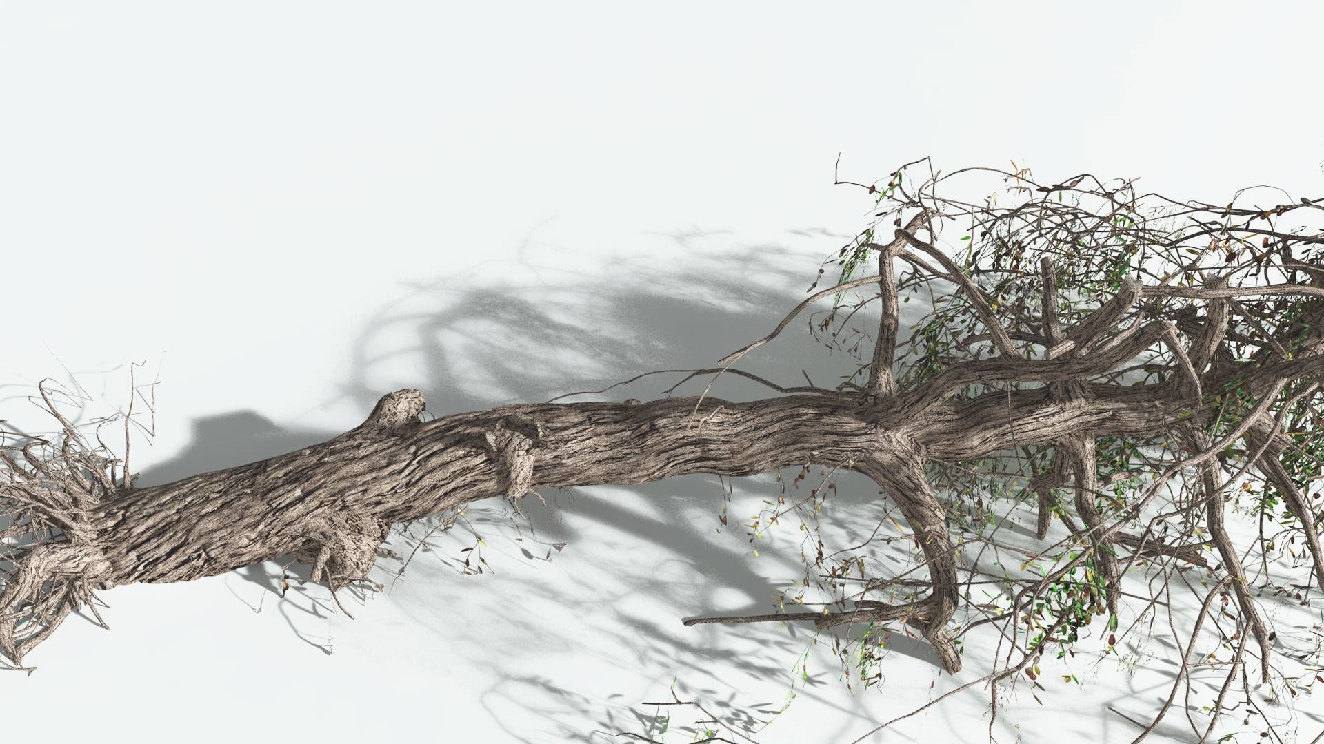 EVERYPlant Weeping Willow 4 --15 Models-- 3D model_20