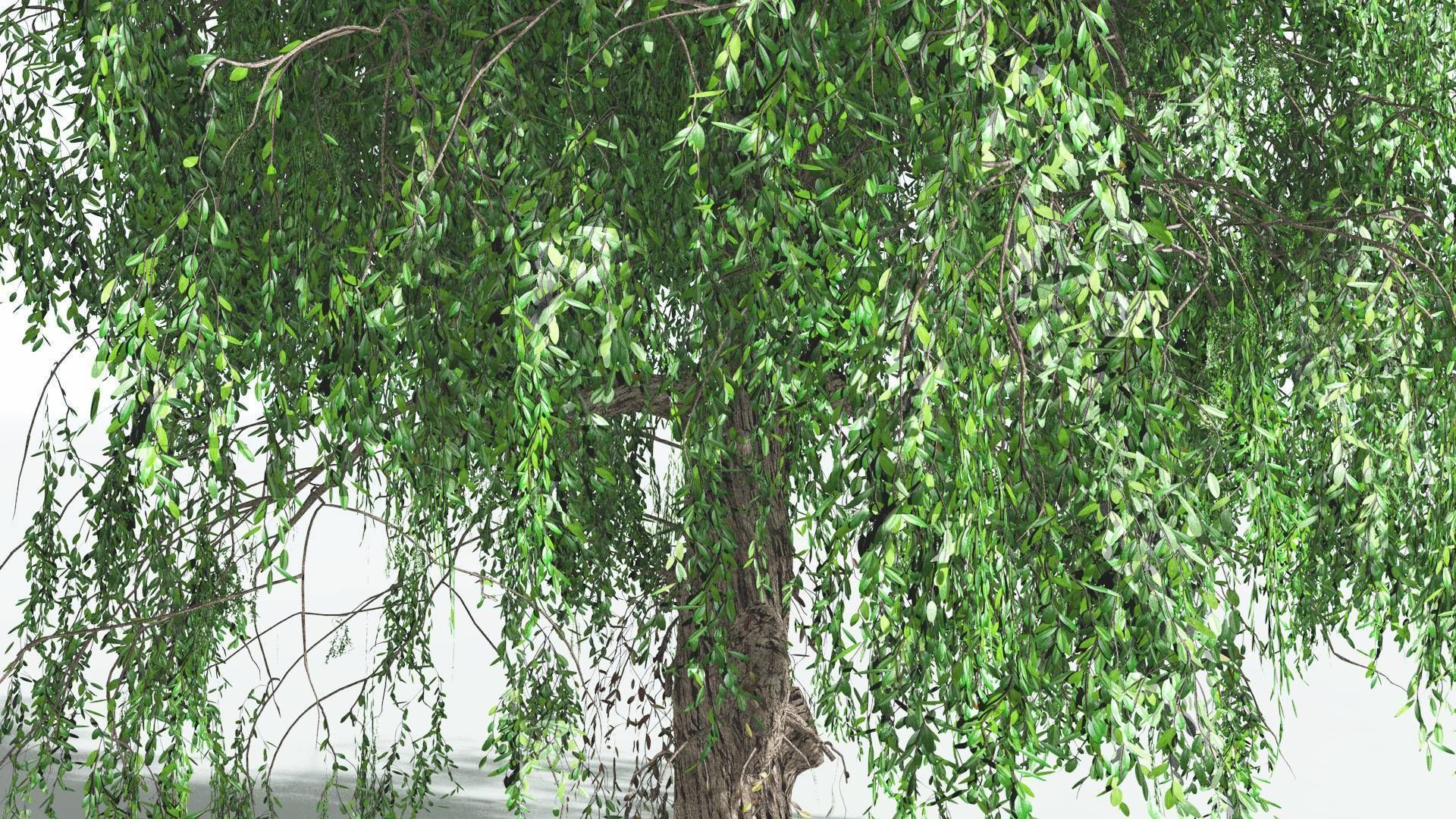 EVERYPlant Weeping Willow 4 --15 Models-- 3D model_4