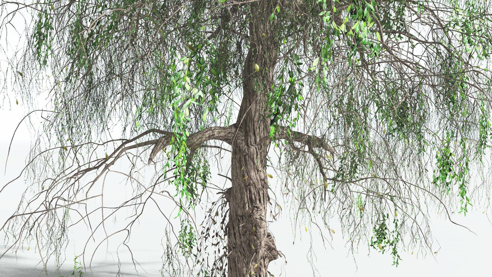 EVERYPlant Weeping Willow 4 --15 Models-- 3D model_6